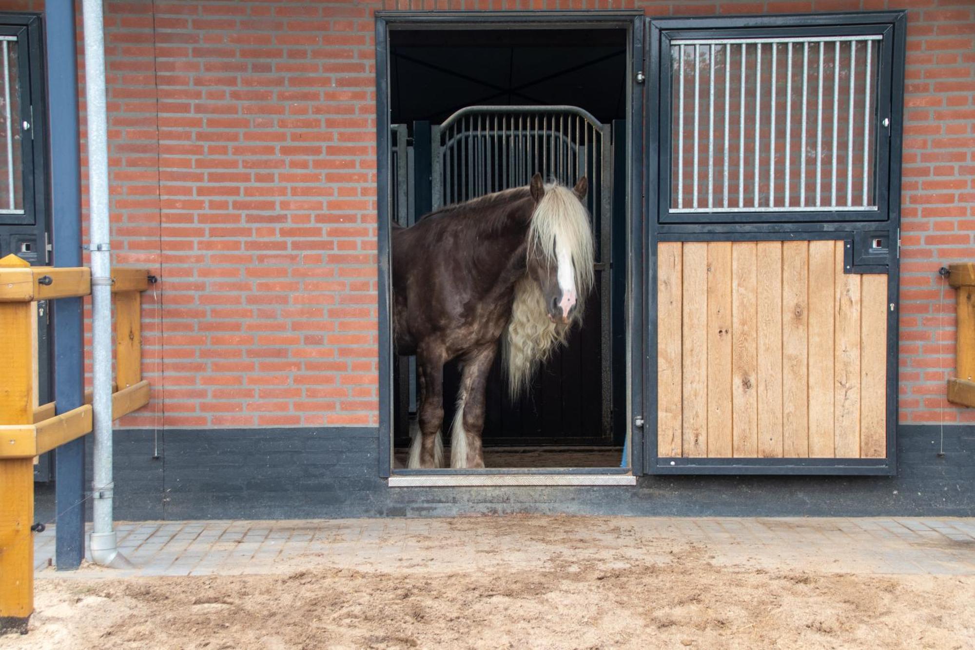 Ledeacker Magnolia Hoeve - Unieke Bestemming Voor Paardenliefhebbers En Bijzondere Overnachtingen In De Natuur מראה חיצוני תמונה