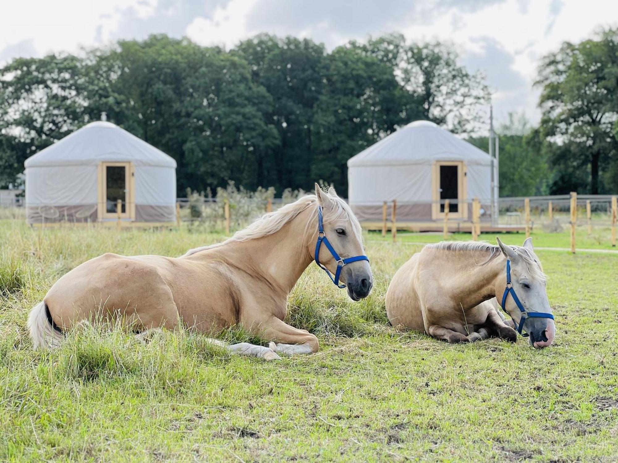 Ledeacker Magnolia Hoeve - Unieke Bestemming Voor Paardenliefhebbers En Bijzondere Overnachtingen In De Natuur מראה חיצוני תמונה