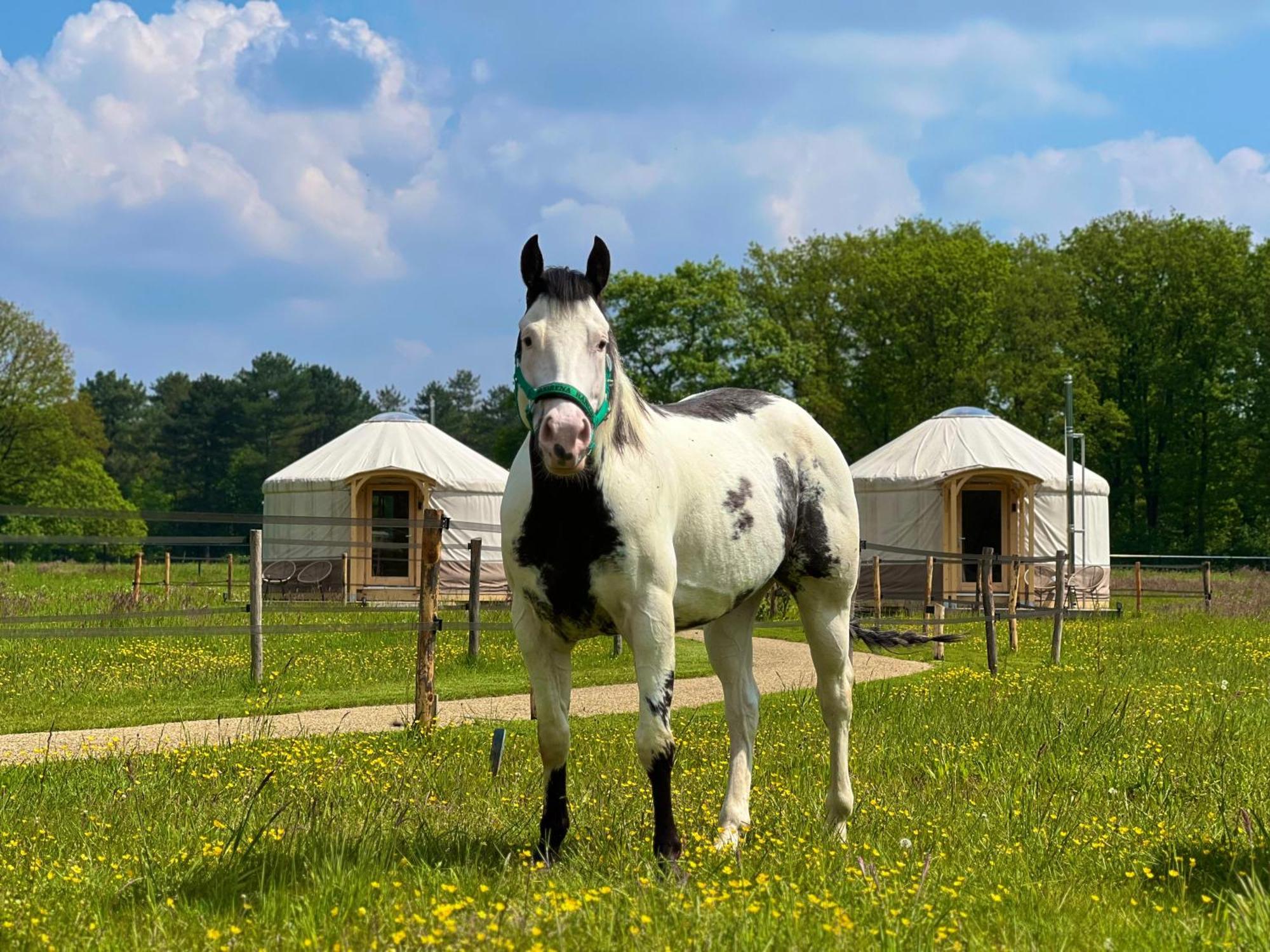 Ledeacker Magnolia Hoeve - Unieke Bestemming Voor Paardenliefhebbers En Bijzondere Overnachtingen In De Natuur מראה חיצוני תמונה